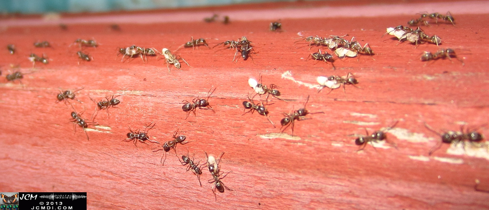 Save the Larvae! Argentine Ants abondoning flooded nest